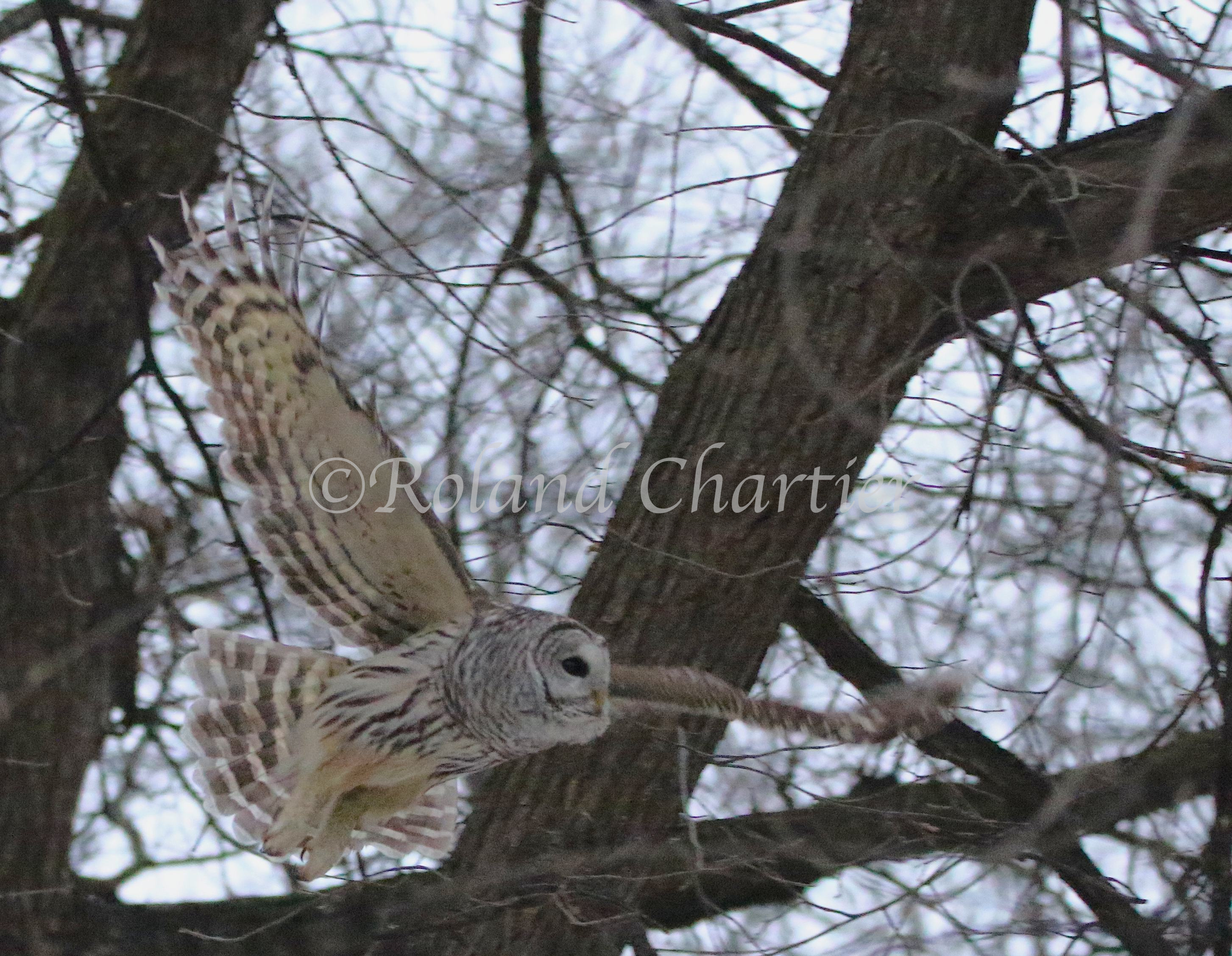 A barred owl taking flight from a naked branch